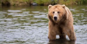 Bear Awareness