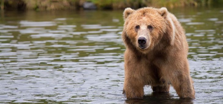 Bear Awareness Course